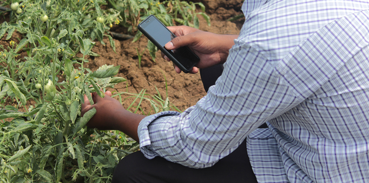 Farmer using mobile in the field